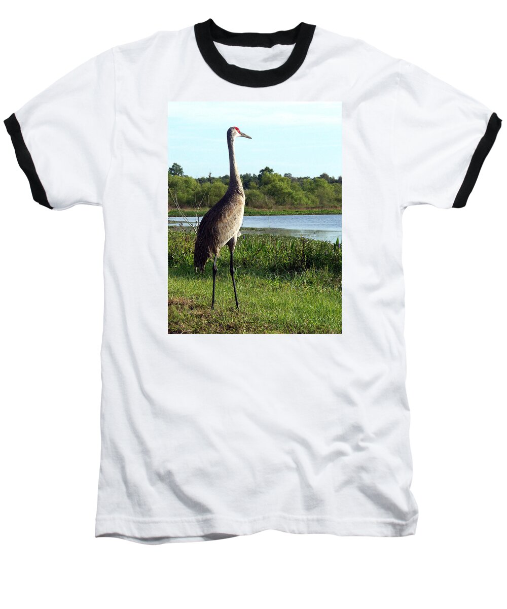 County Park Baseball T-Shirt featuring the photograph Sandhill Crane 019 by Christopher Mercer