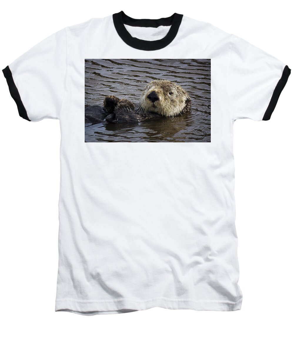 Sea Otter Baseball T-Shirt featuring the photograph See Otter Posing by Morgan Wright