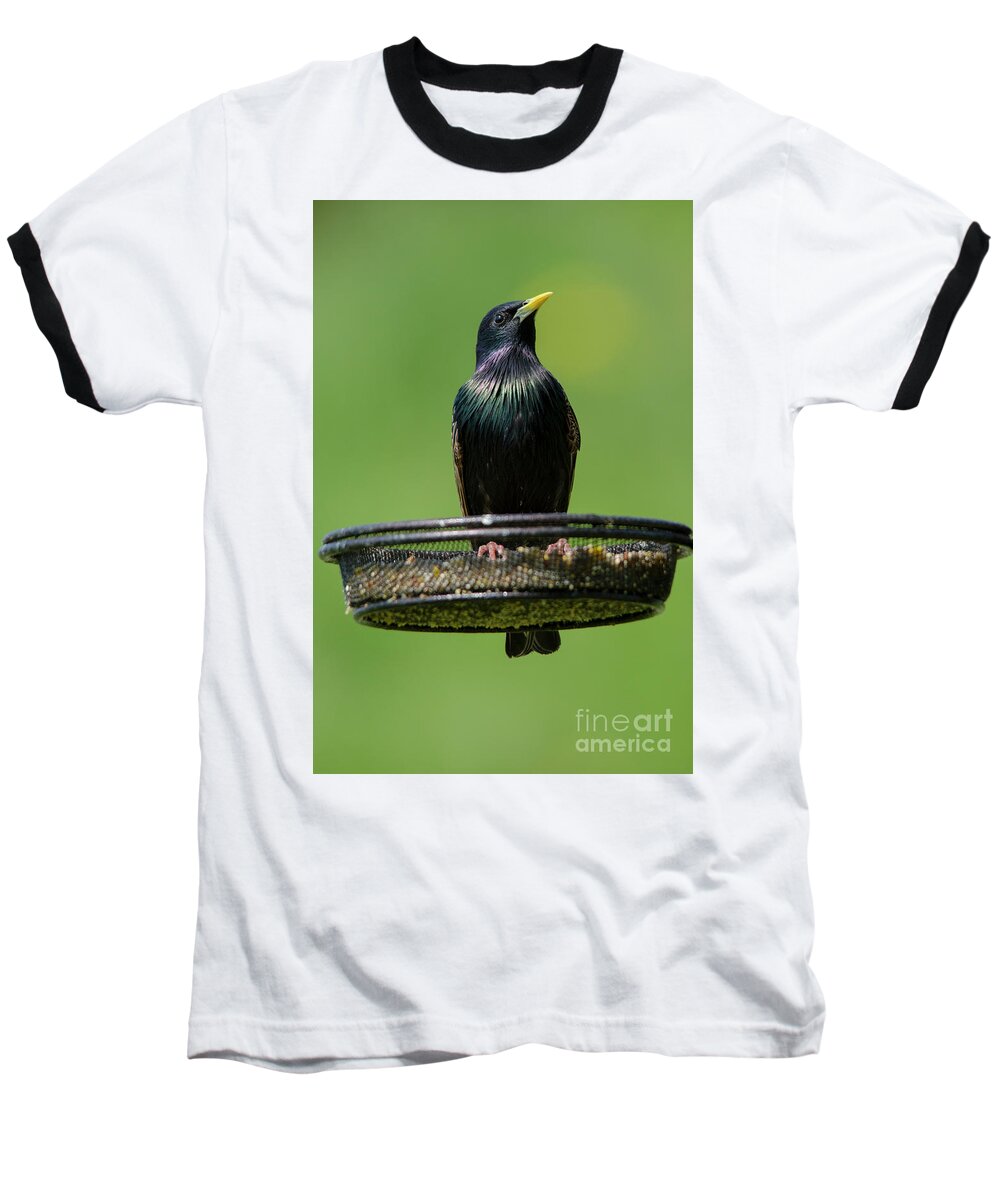 Starling Baseball T-Shirt featuring the photograph Starling on feeder 2 by Steev Stamford