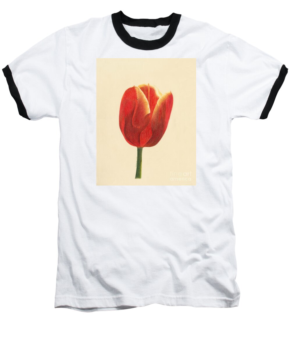 Tulip Baseball T-Shirt featuring the drawing Sunlit Tulip by Phyllis Howard