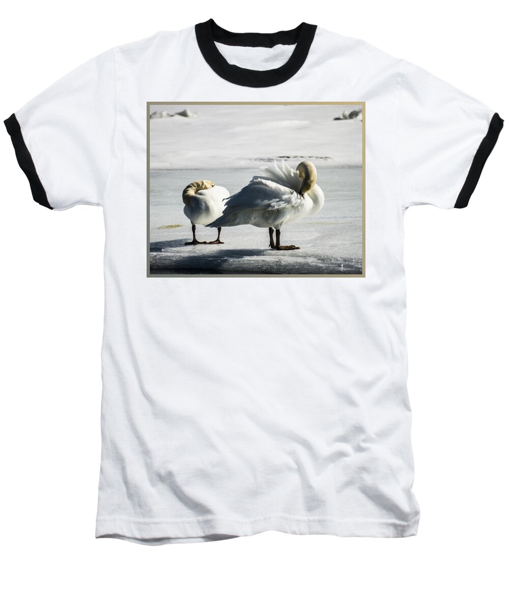 Swans Baseball T-Shirt featuring the photograph Swans On Ice by Suanne Forster
