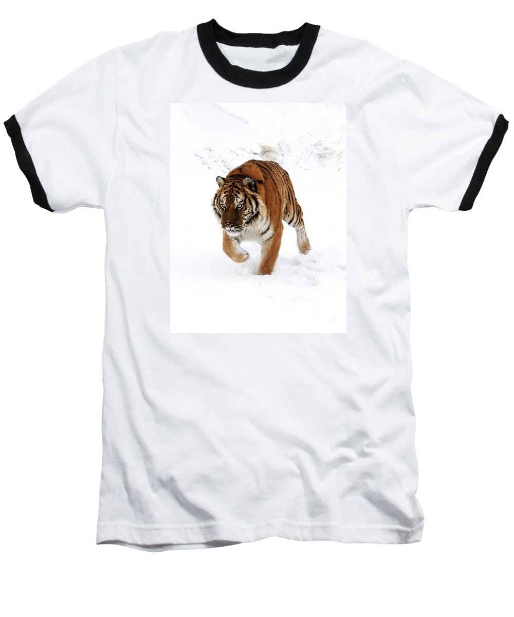 Tiger Baseball T-Shirt featuring the photograph Tiger in Snow by Scott Read