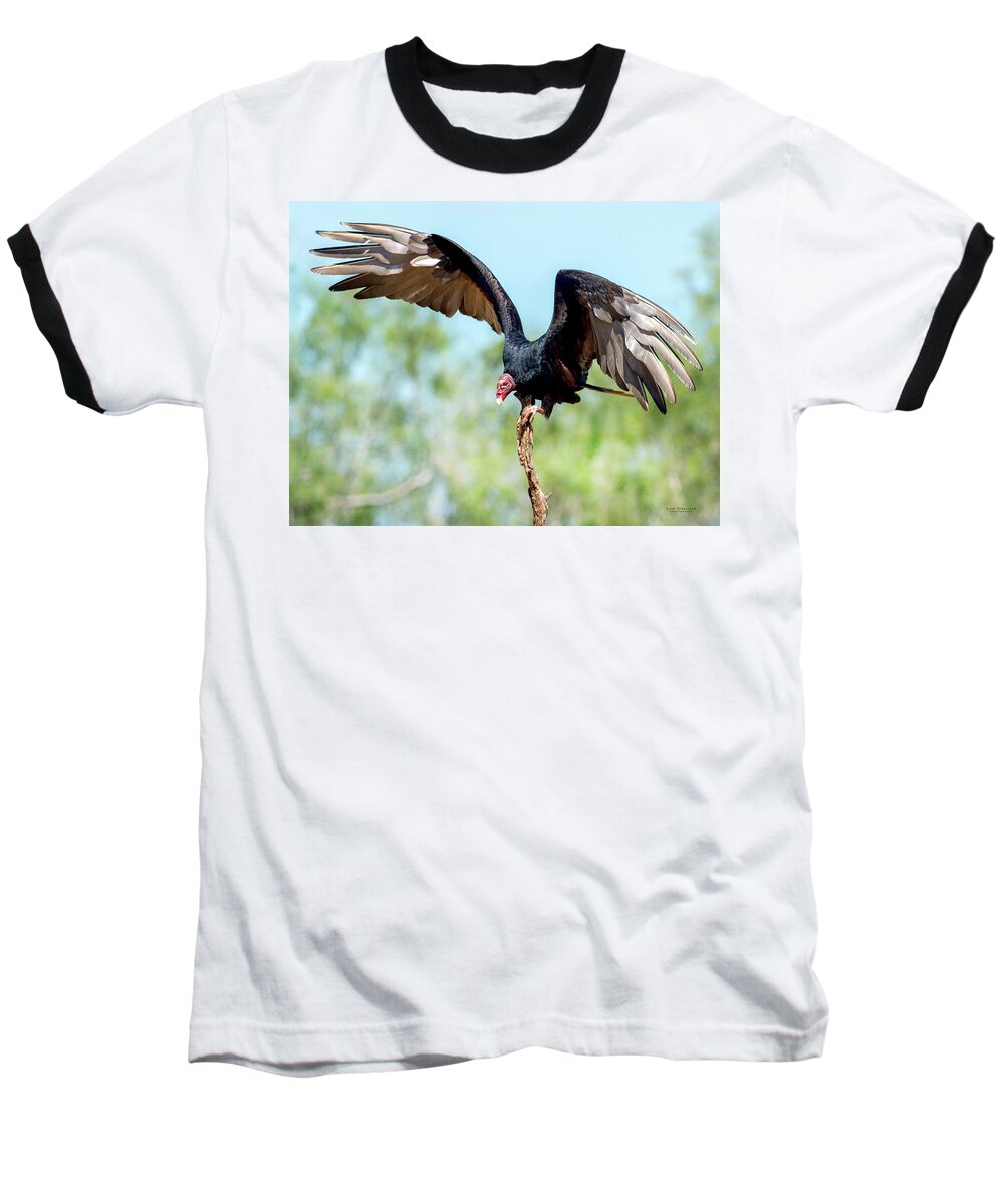 Turkey Vultures Baseball T-Shirt featuring the photograph Turkey Vulture by Judi Dressler