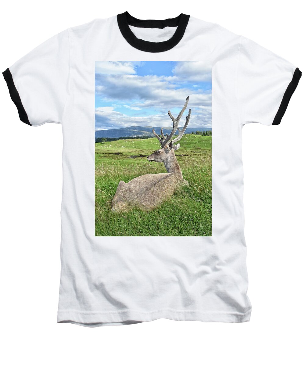  Baseball T-Shirt featuring the photograph Velvet by Kuni Photography