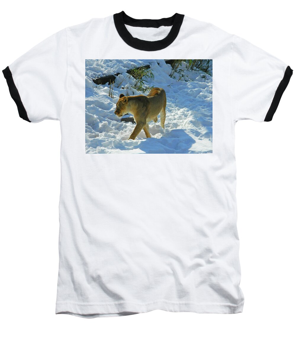 Panthera Leo Baseball T-Shirt featuring the photograph Walking On The Wild Side by Emmy Marie Vickers