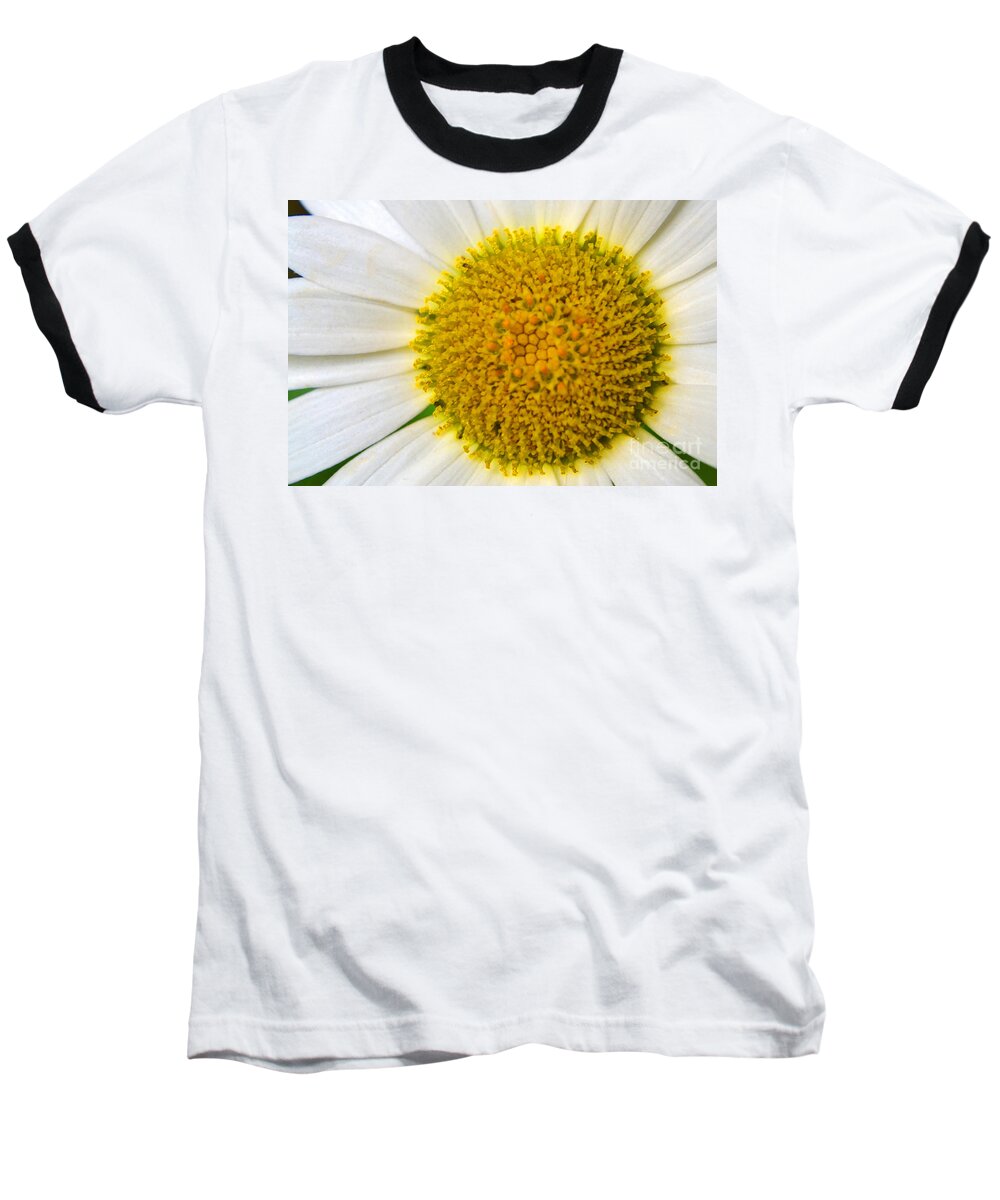 Daisy Baseball T-Shirt featuring the photograph White Daisy Close Up by Amy Lucid