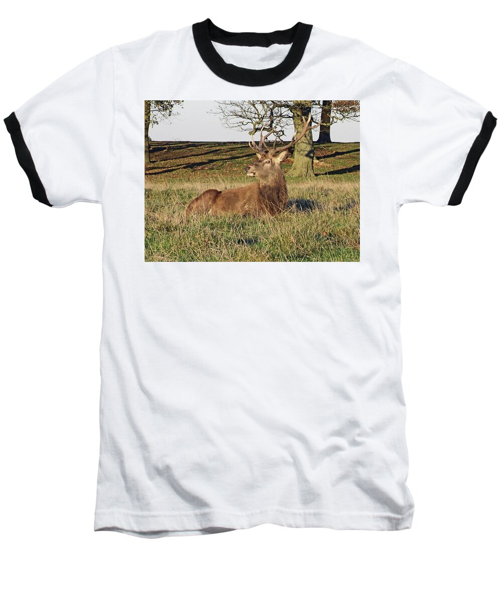 Knutsford Baseball T-Shirt featuring the photograph 28/11/18 TATTON PARK. Stag in The Park. by Lachlan Main