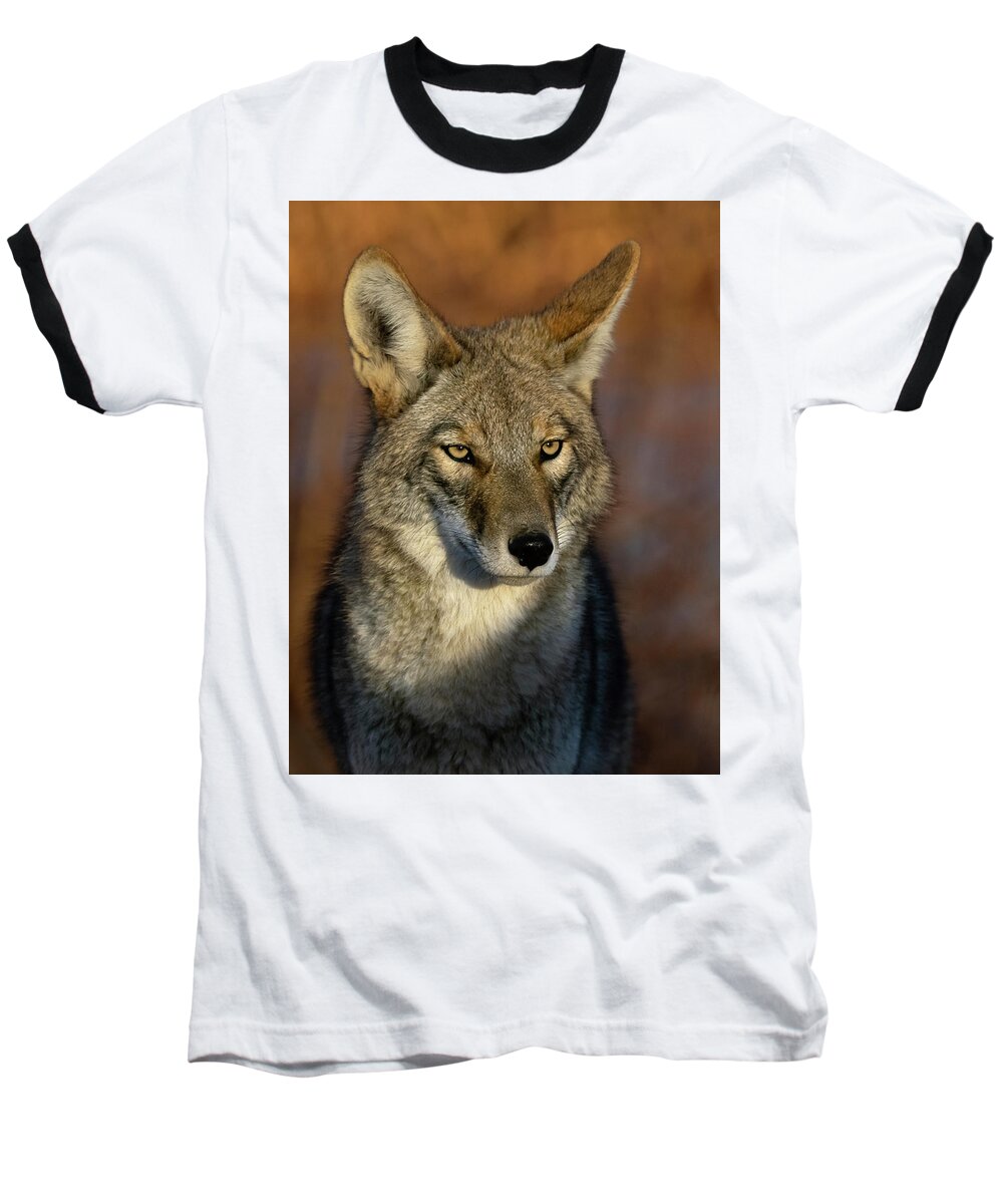 Coyote Baseball T-Shirt featuring the photograph Coyote 1 by Rick Mosher