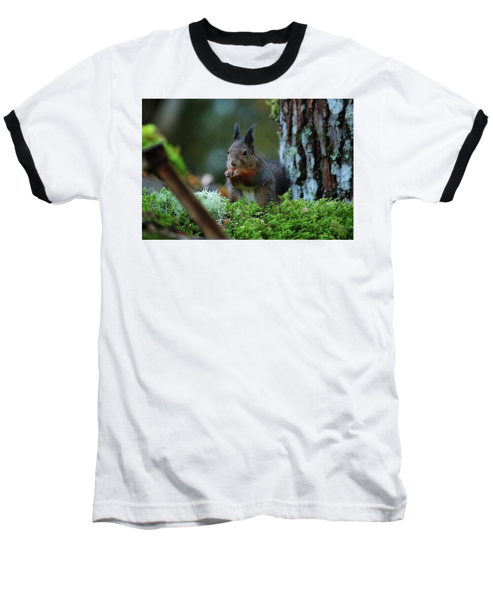 Sweden Baseball T-Shirt featuring the pyrography Eating squirrel by Magnus Haellquist