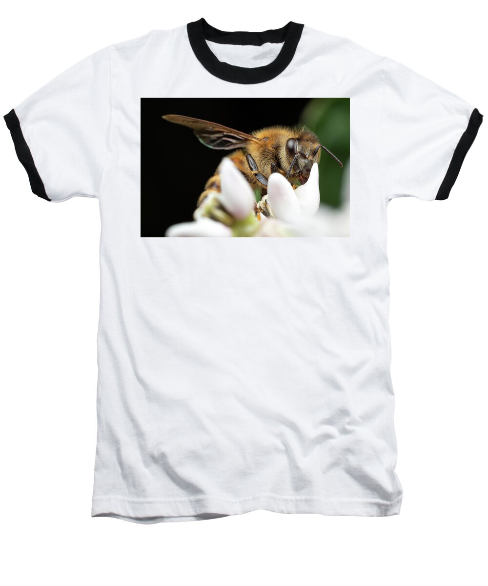 Honey-bee Honeybee Honey Bee Apiary Insect Close Up Closeup Close-up Macro Outside Outdoors Nature Brian Hale Brianhalephoto Baseball T-Shirt featuring the photograph Honeybee Peeking by Brian Hale