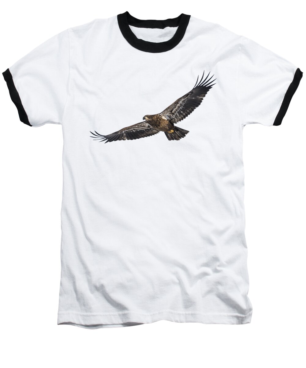 Juvenile Bald Eagle Baseball T-Shirt featuring the photograph Isolated Bald Eagle 2018-3 by Thomas Young
