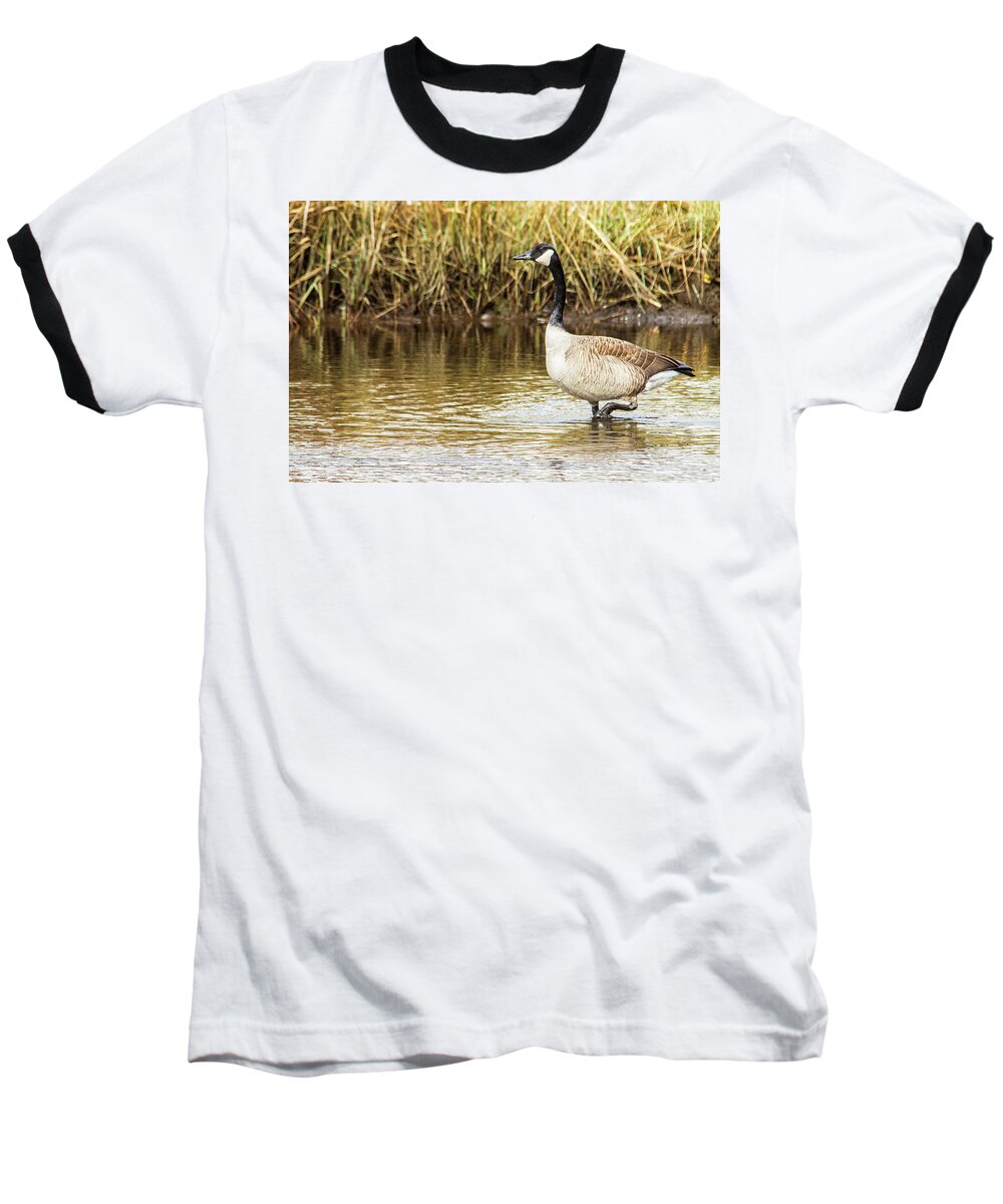 Canada Baseball T-Shirt featuring the photograph Wading Canada Goose by Bob Decker