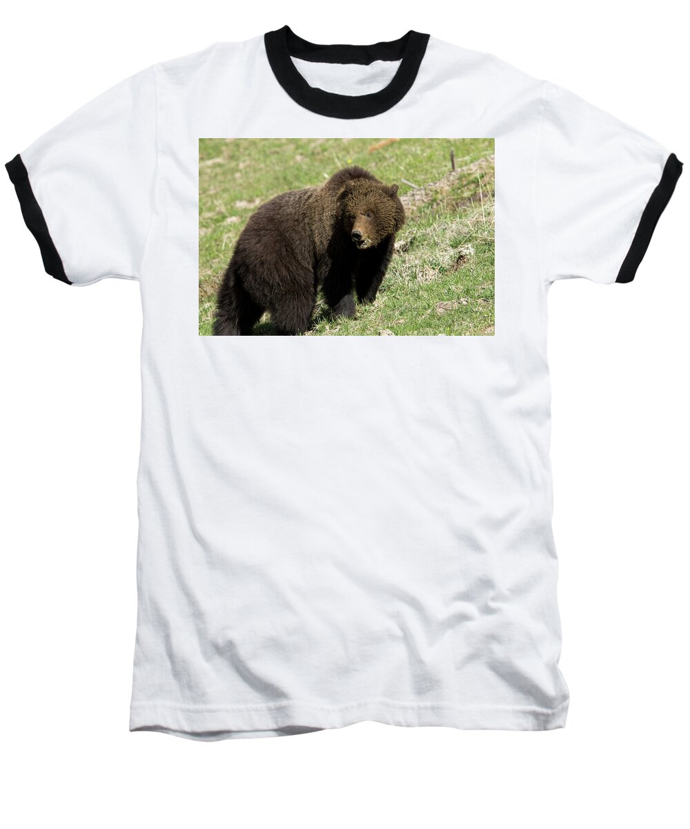 Grizzly Baseball T-Shirt featuring the photograph Mama Bear #1 by Shari Sommerfeld