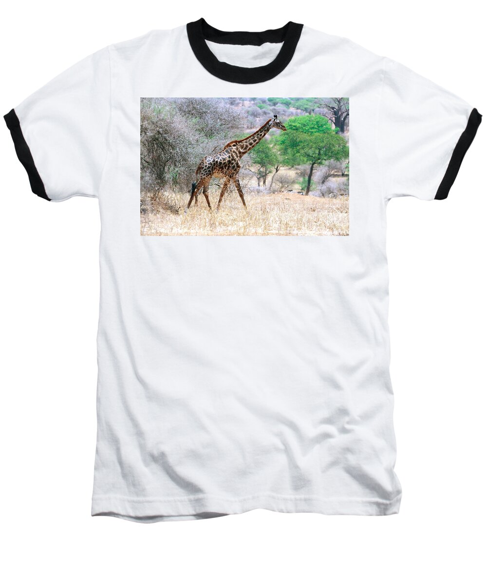 Striking Baseball T-Shirt featuring the photograph An Elegant Giraffe Strides Through The Tanzanian Savanna. by Tom Wurl