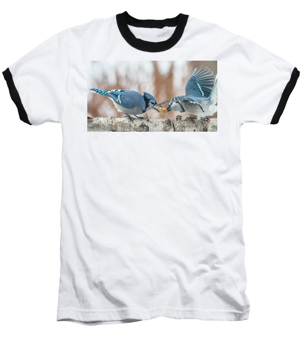 Blue Jays Baseball T-Shirt featuring the photograph Blue Jay Battle by Patti Deters