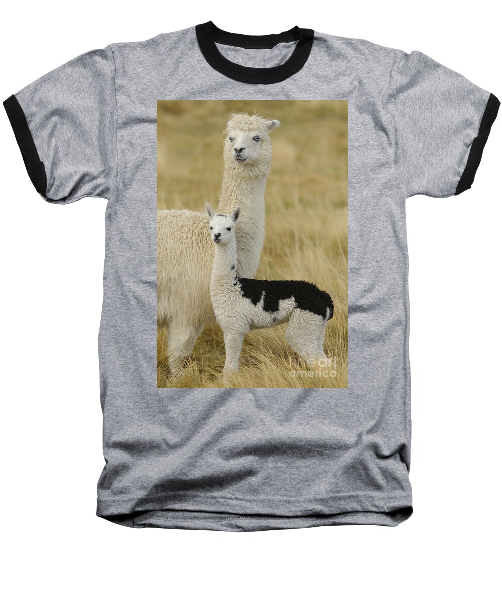 South America Fauna Baseball T-Shirt featuring the photograph Alpaca With Young #1 by John Shaw