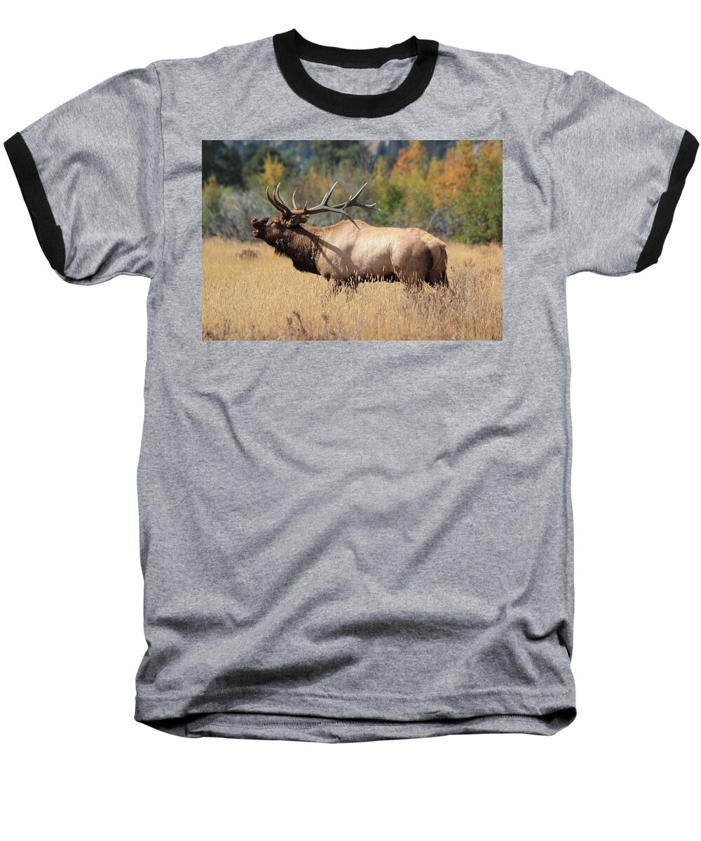 Bull Elk Baseball T-Shirt featuring the photograph Bugling Bull #1 by Shane Bechler