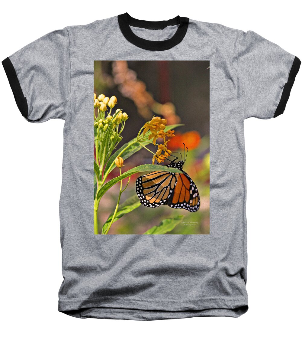 Butterfly Baseball T-Shirt featuring the photograph Clinging Butterfly #1 by Matalyn Gardner