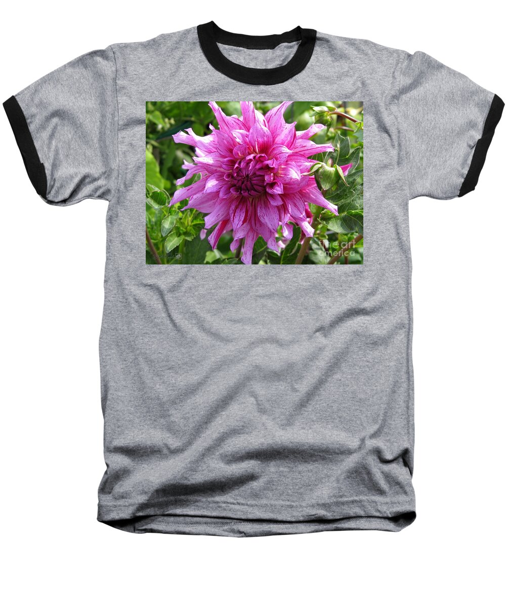 Dahlia Baseball T-Shirt featuring the photograph Dahlia named Annette C #1 by J McCombie