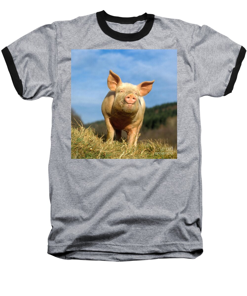 Pig Baseball T-Shirt featuring the photograph Domestic Pig #1 by Hans Reinhard 