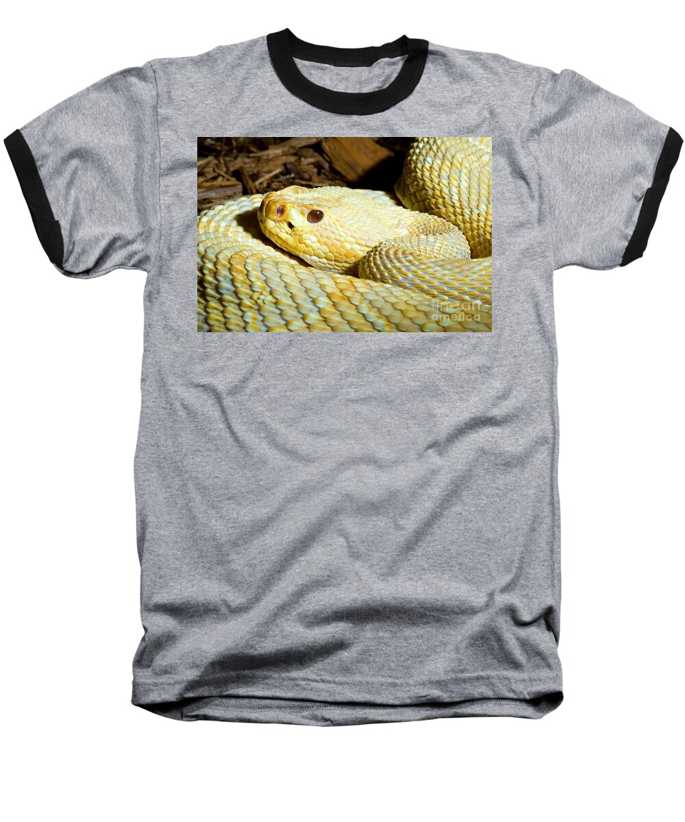 Florida Baseball T-Shirt featuring the photograph Eastern Diamondback Rattlesnake Albino #1 by Millard Sharp