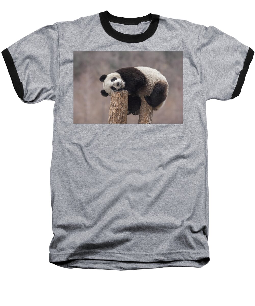 #faatoppicks Baseball T-Shirt featuring the photograph Giant Panda Cub Wolong National Nature #1 by Katherine Feng