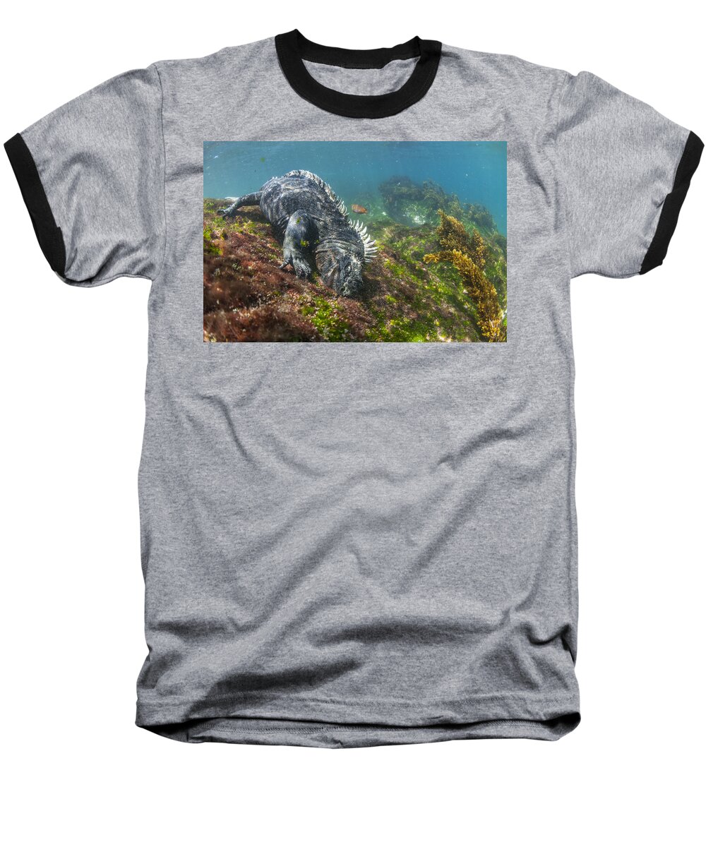 Tui De Roy Baseball T-Shirt featuring the photograph Marine Iguana Feeding On Algae Punta #1 by Tui De Roy