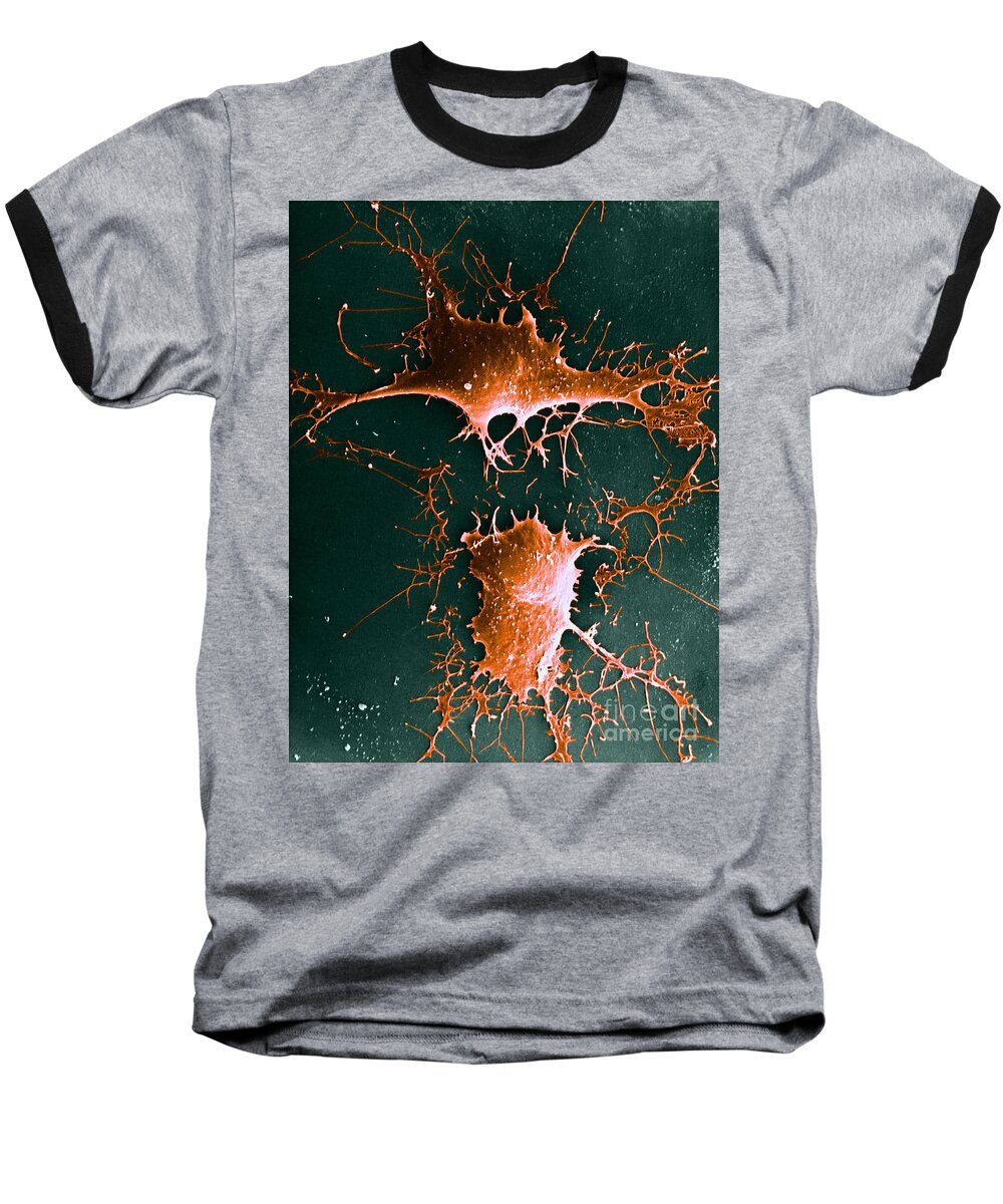 Microscopy Baseball T-Shirt featuring the photograph Nerve Cell, Sem #1 by David M. Phillips
