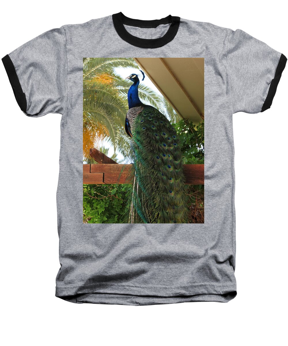 Peacock Baseball T-Shirt featuring the photograph Proud Peacock #1 by Laurel Powell