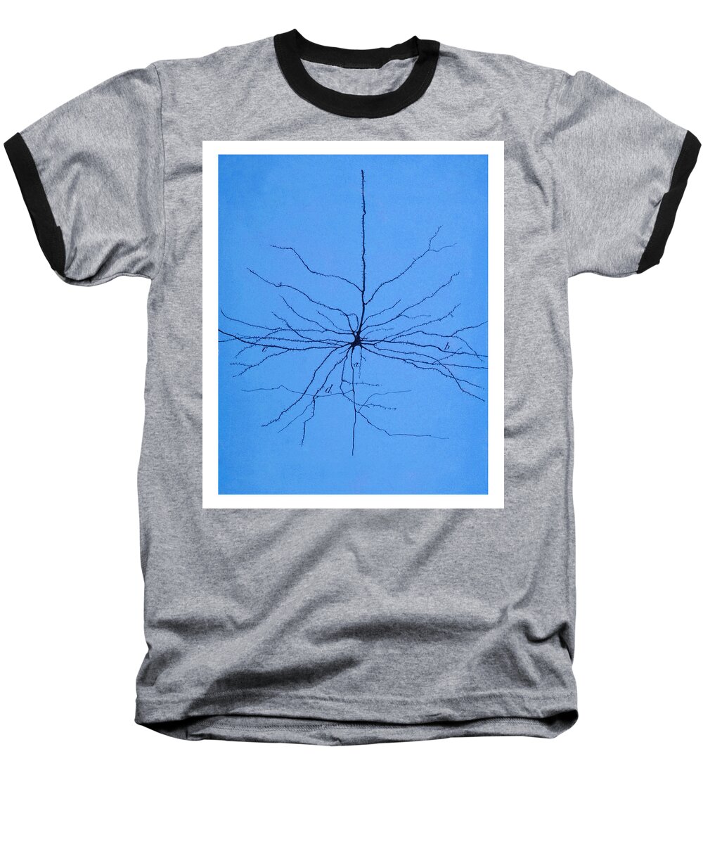 Pyramidal Cell Baseball T-Shirt featuring the photograph Pyramidal Cell In Cerebral Cortex, Cajal #3 by Science Source