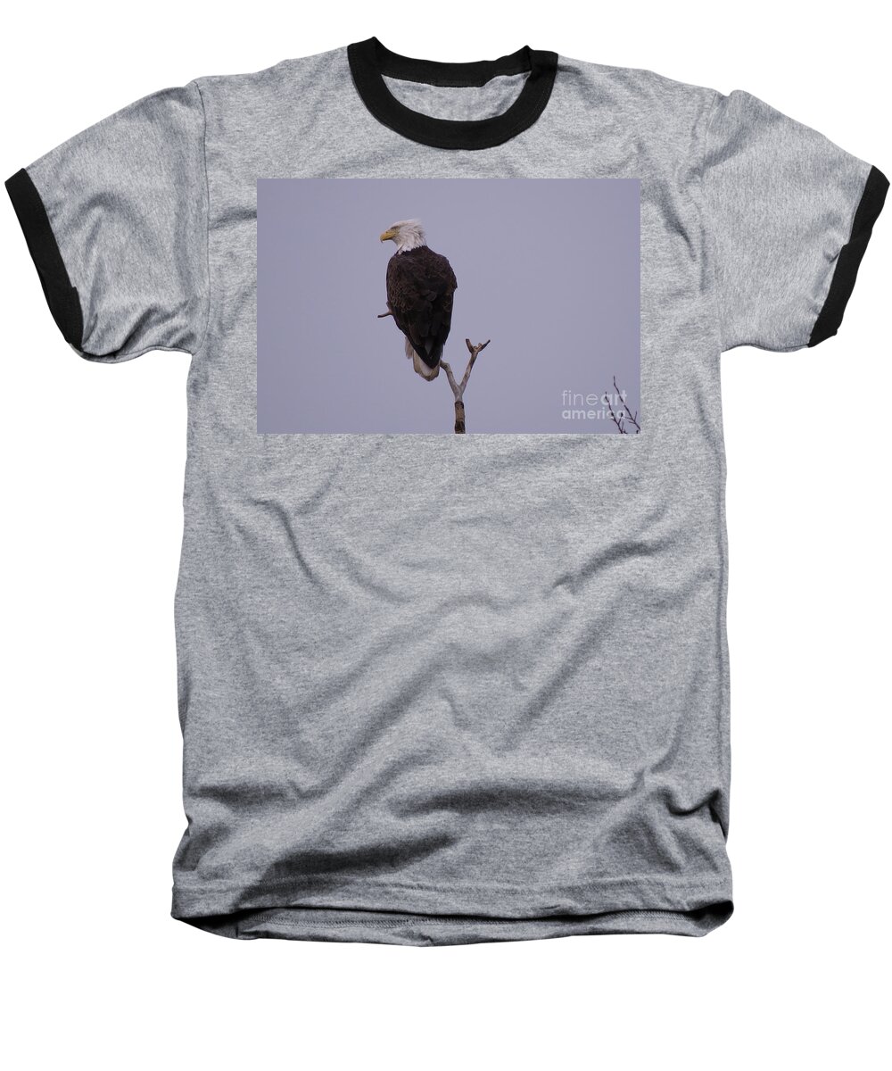 Nature Baseball T-Shirt featuring the photograph Solo Bald Eagle by Mary Mikawoz