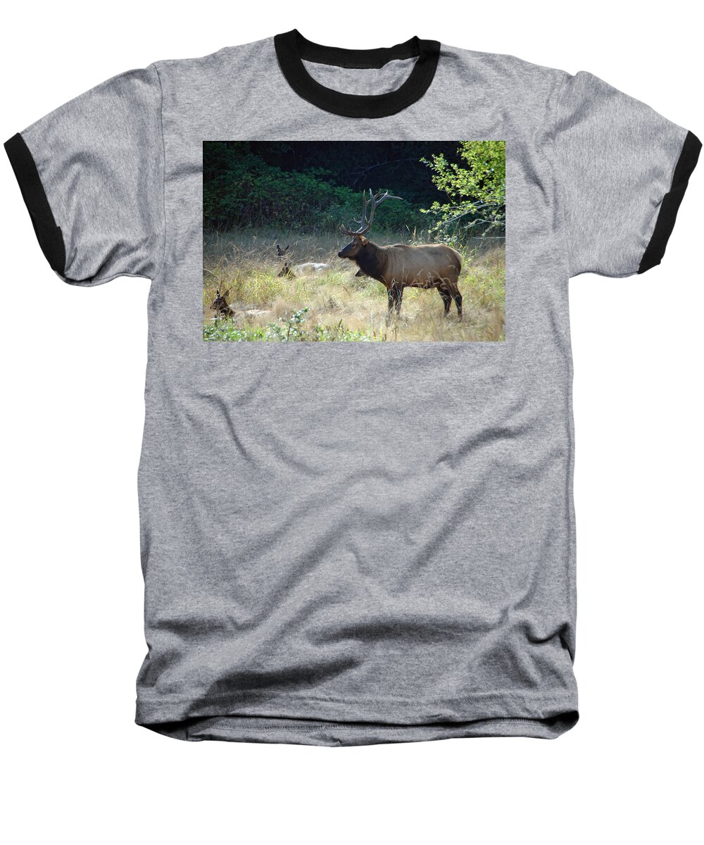 Elk Baseball T-Shirt featuring the photograph Standing Watch #1 by Donna Blackhall
