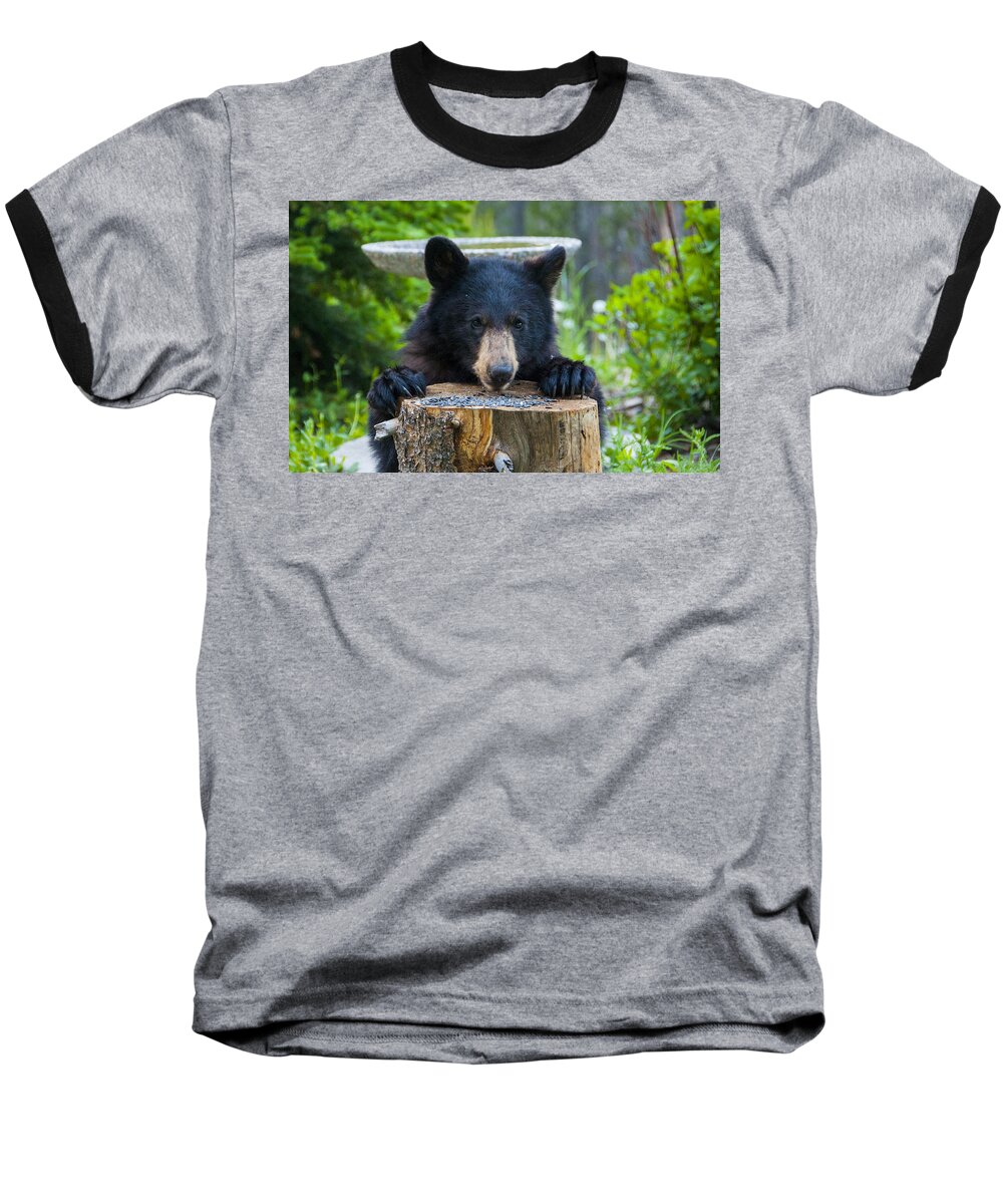Black Bear Baseball T-Shirt featuring the photograph The Cub that Came for Lunch 7 #1 by Matt Swinden
