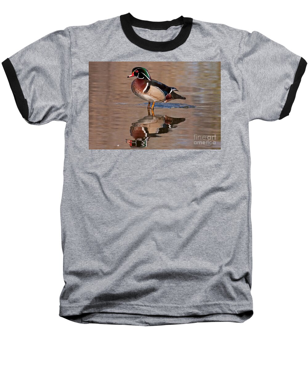 Aix Sponsa Baseball T-Shirt featuring the photograph Wood Duck in Sterne Lake #1 by Fred Stearns