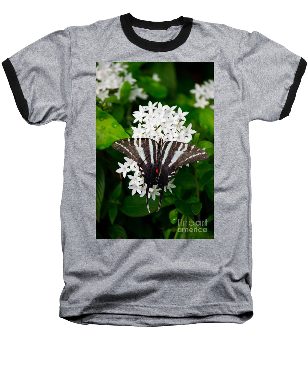 Zebra Baseball T-Shirt featuring the photograph Zebra Swallowtail #1 by Angela DeFrias