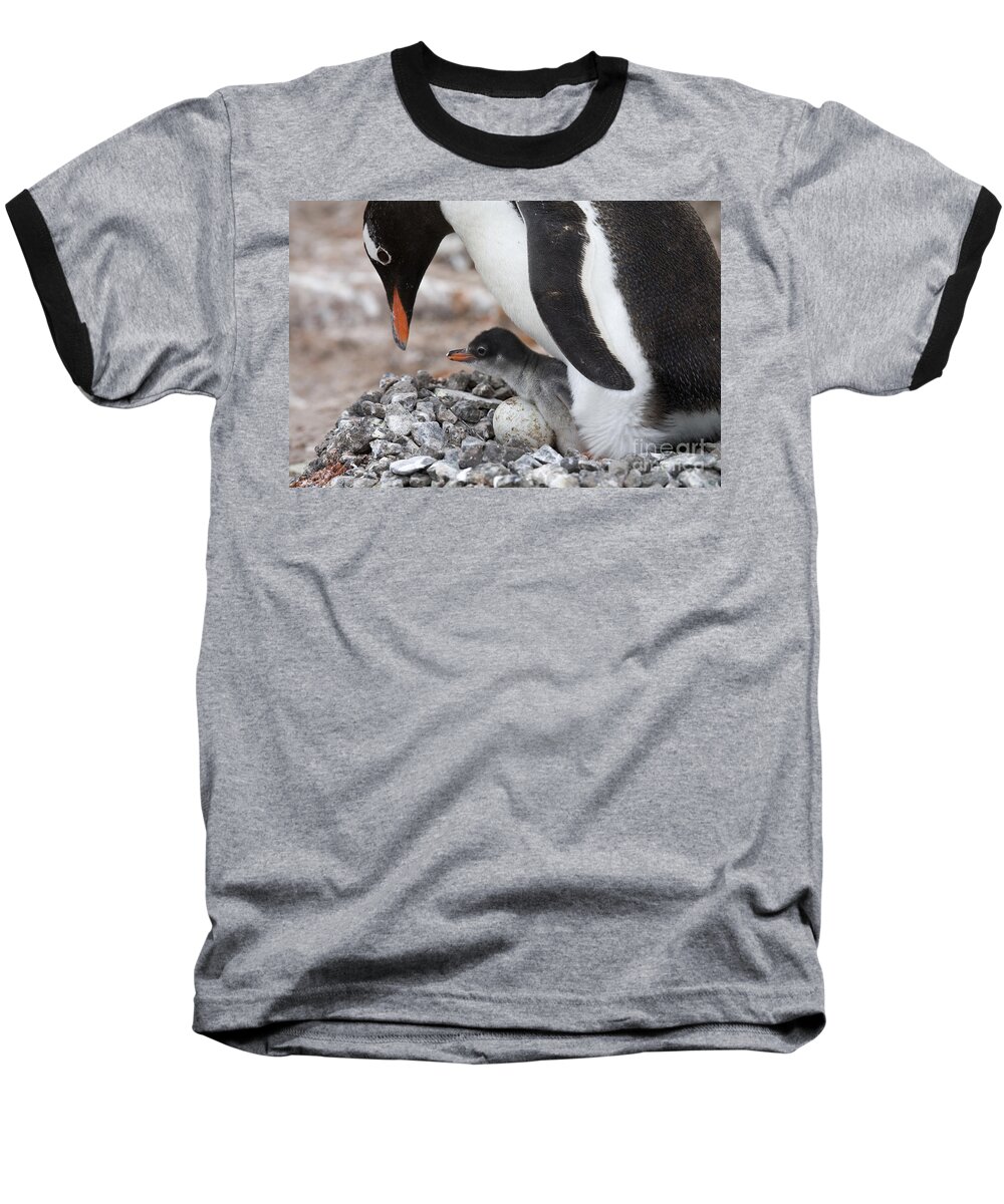 Port Lockroy Baseball T-Shirt featuring the photograph 111130p165 by Arterra Picture Library