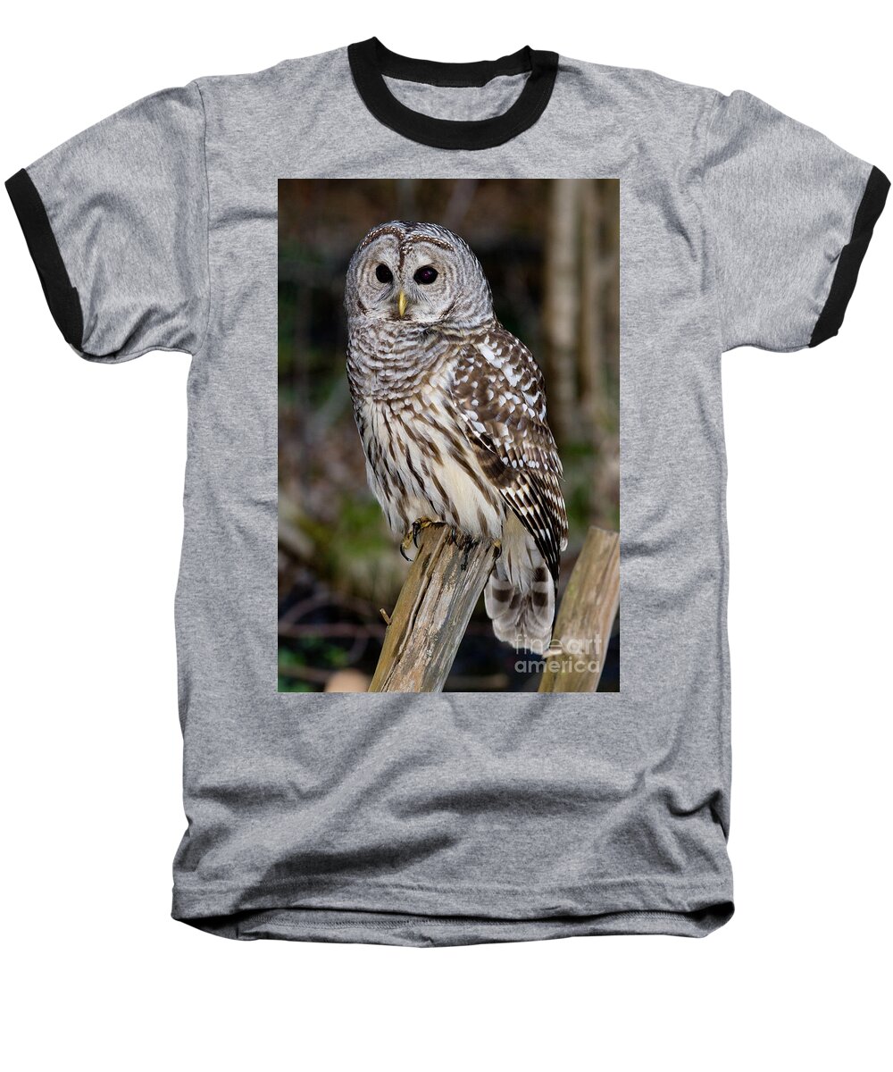 Animal Baseball T-Shirt featuring the photograph Barred Owl #2 by Les Palenik