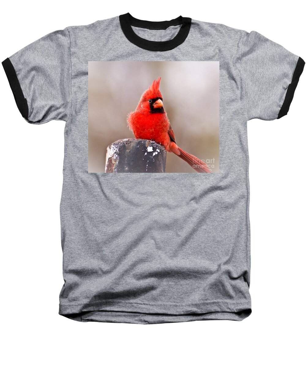 Wildlife Baseball T-Shirt featuring the photograph Cardinal by Robert Frederick