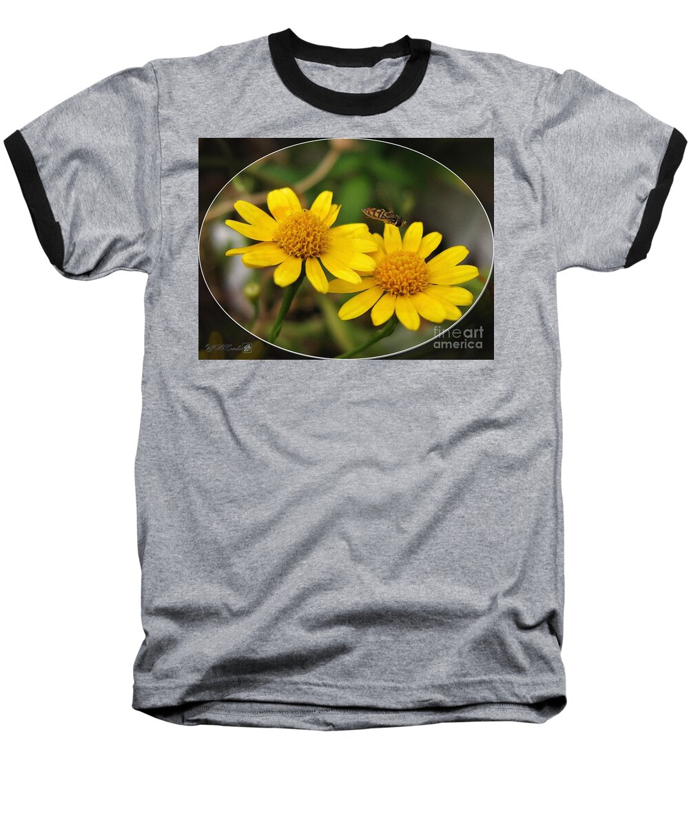 Thymophylla Baseball T-Shirt featuring the painting Dahlberg Daisy named Gold Carpet #2 by J McCombie