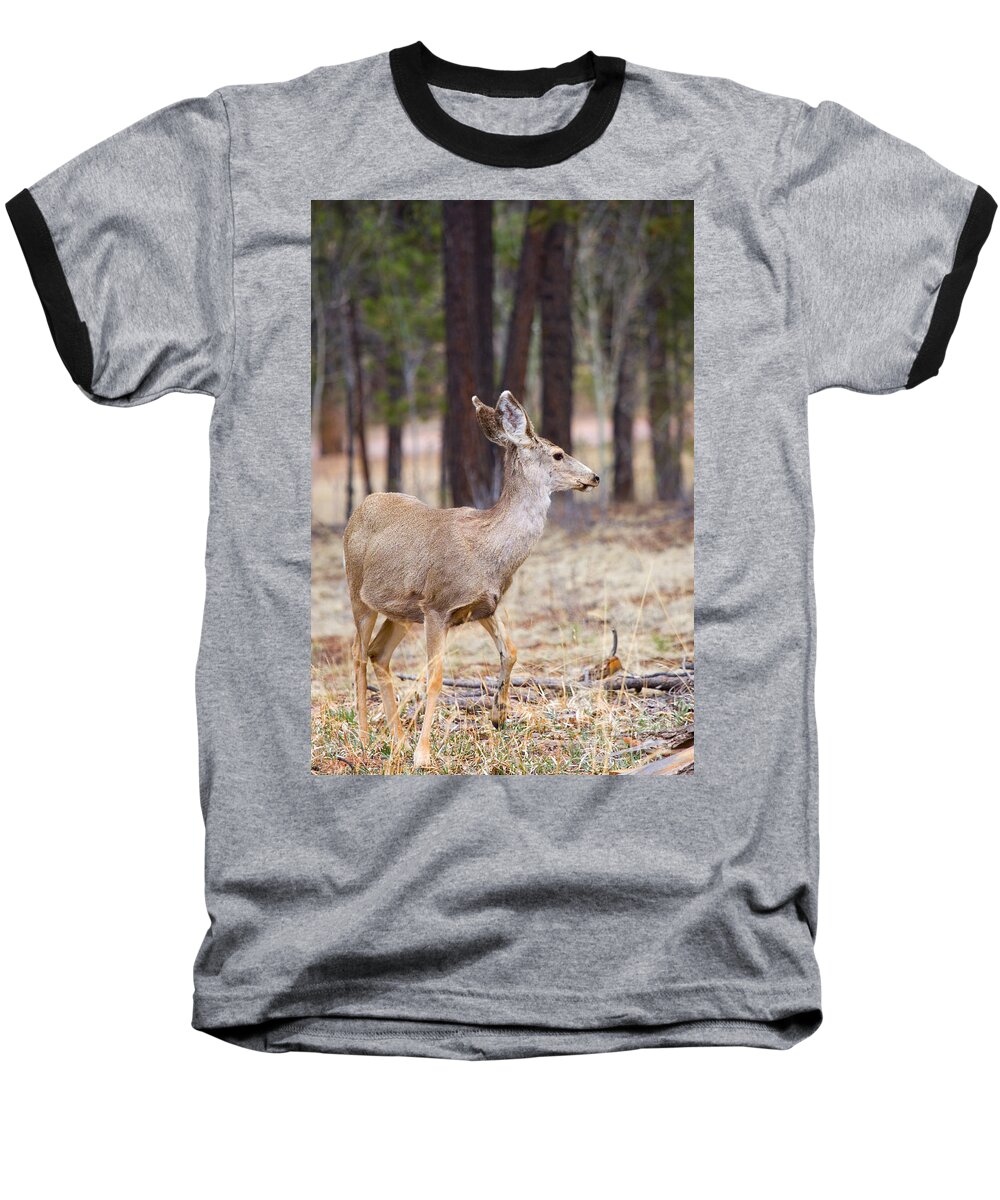 Mule Deer Baseball T-Shirt featuring the photograph Easter Does #2 by Steven Krull