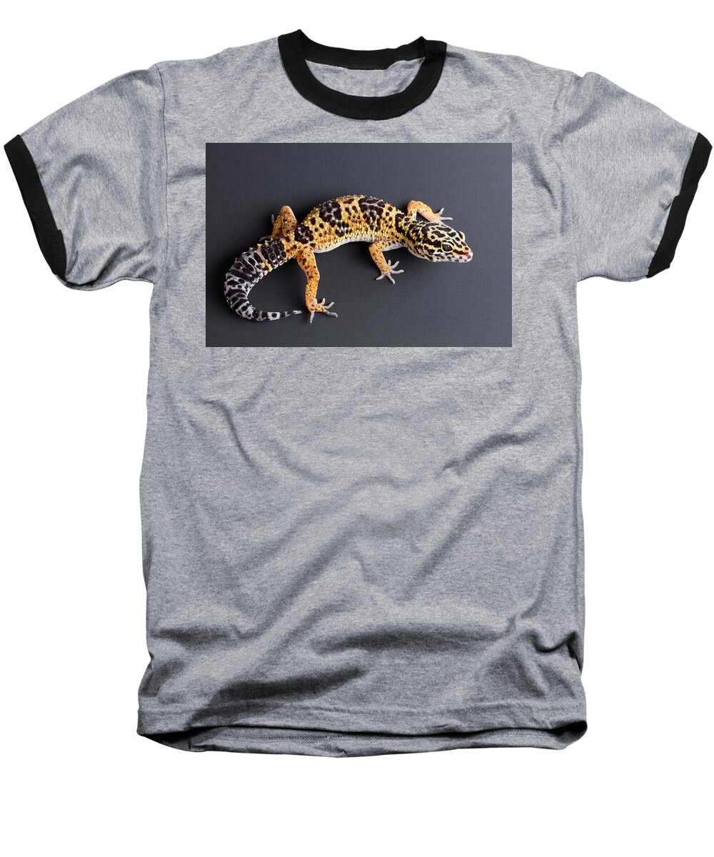 Common Leopard Gecko Baseball T-Shirt featuring the photograph Leopard Gecko Eublepharis Macularius #2 by David Kenny