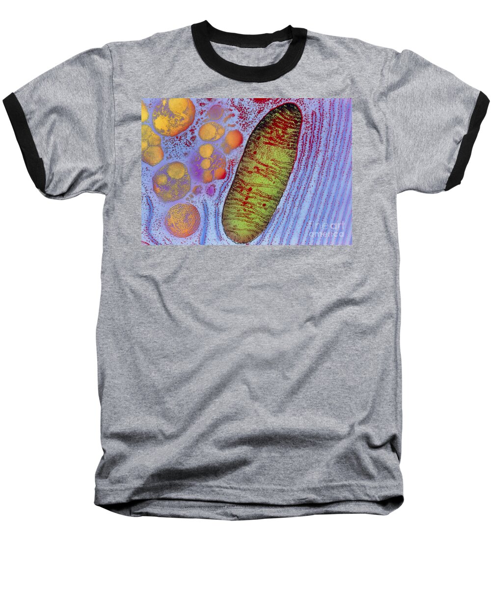 Acinar Cell Baseball T-Shirt featuring the photograph Mitochondrion #2 by Keith R. Porter