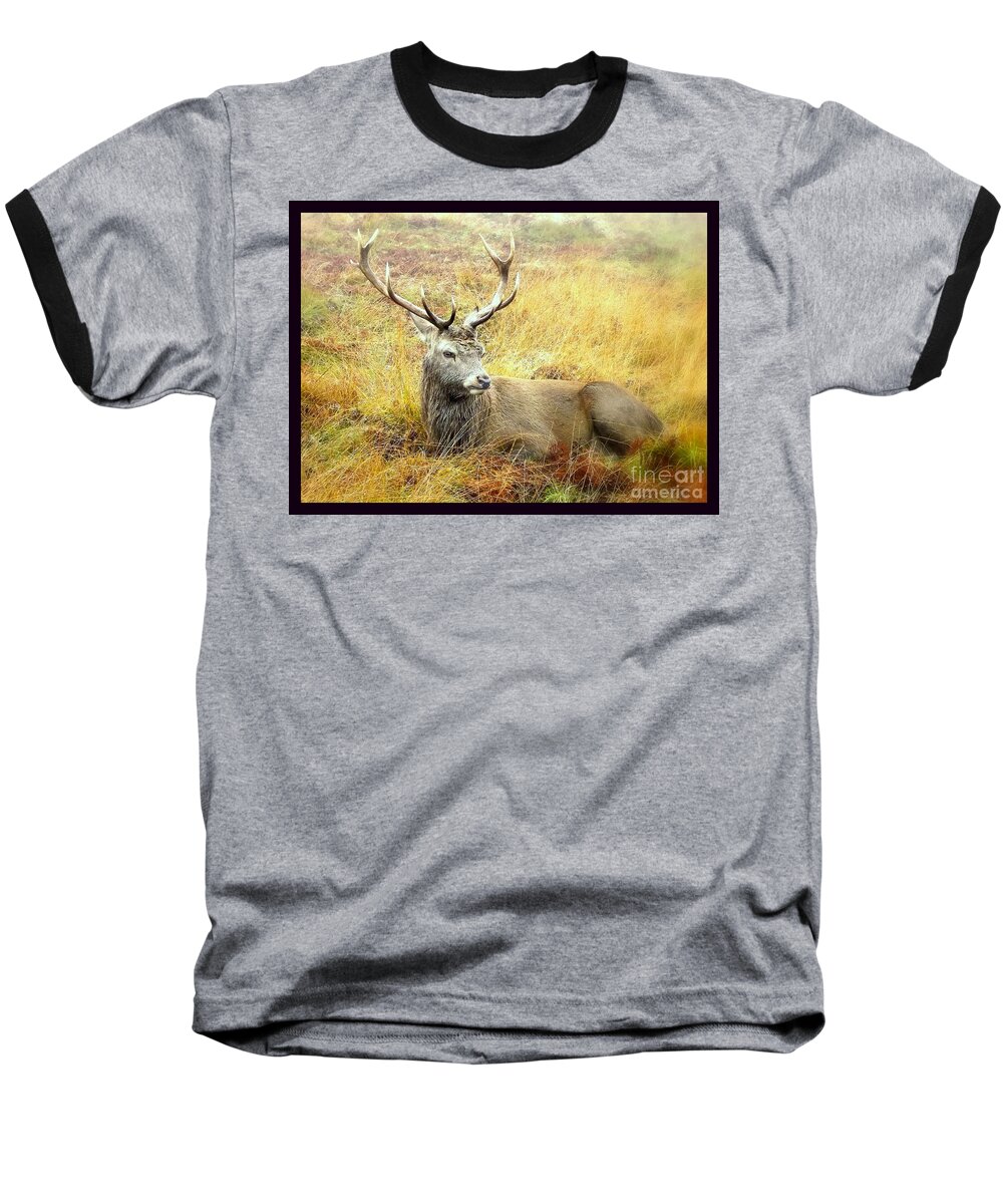 Deer Baseball T-Shirt featuring the photograph Wildlife Fine Art Resting stag by Linsey Williams