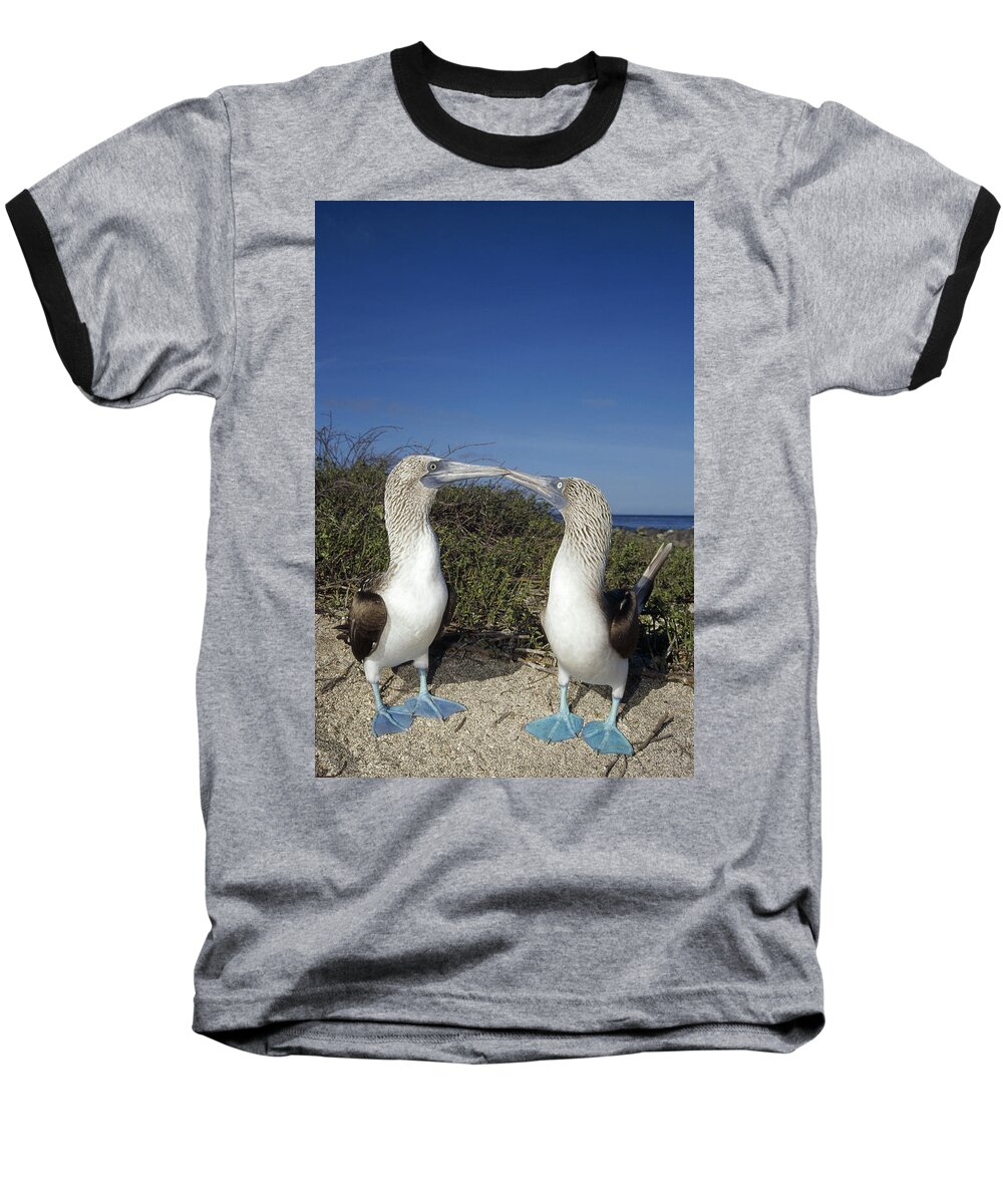 Feb0514 Baseball T-Shirt featuring the photograph Blue-footed Boobies Courting Galapagos #3 by Tui De Roy