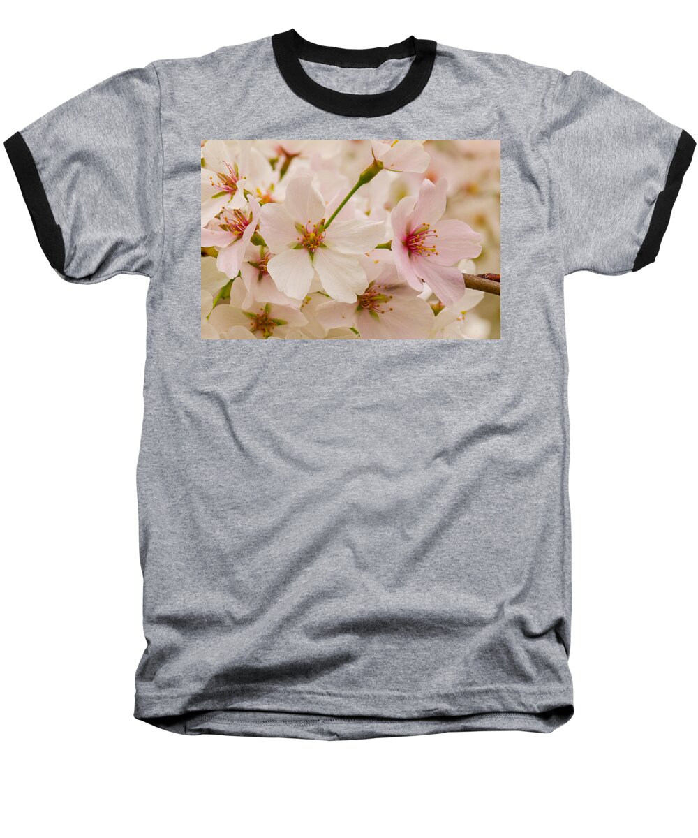 Tidal Basin Baseball T-Shirt featuring the photograph Cherry Blossoms #3 by Leah Palmer