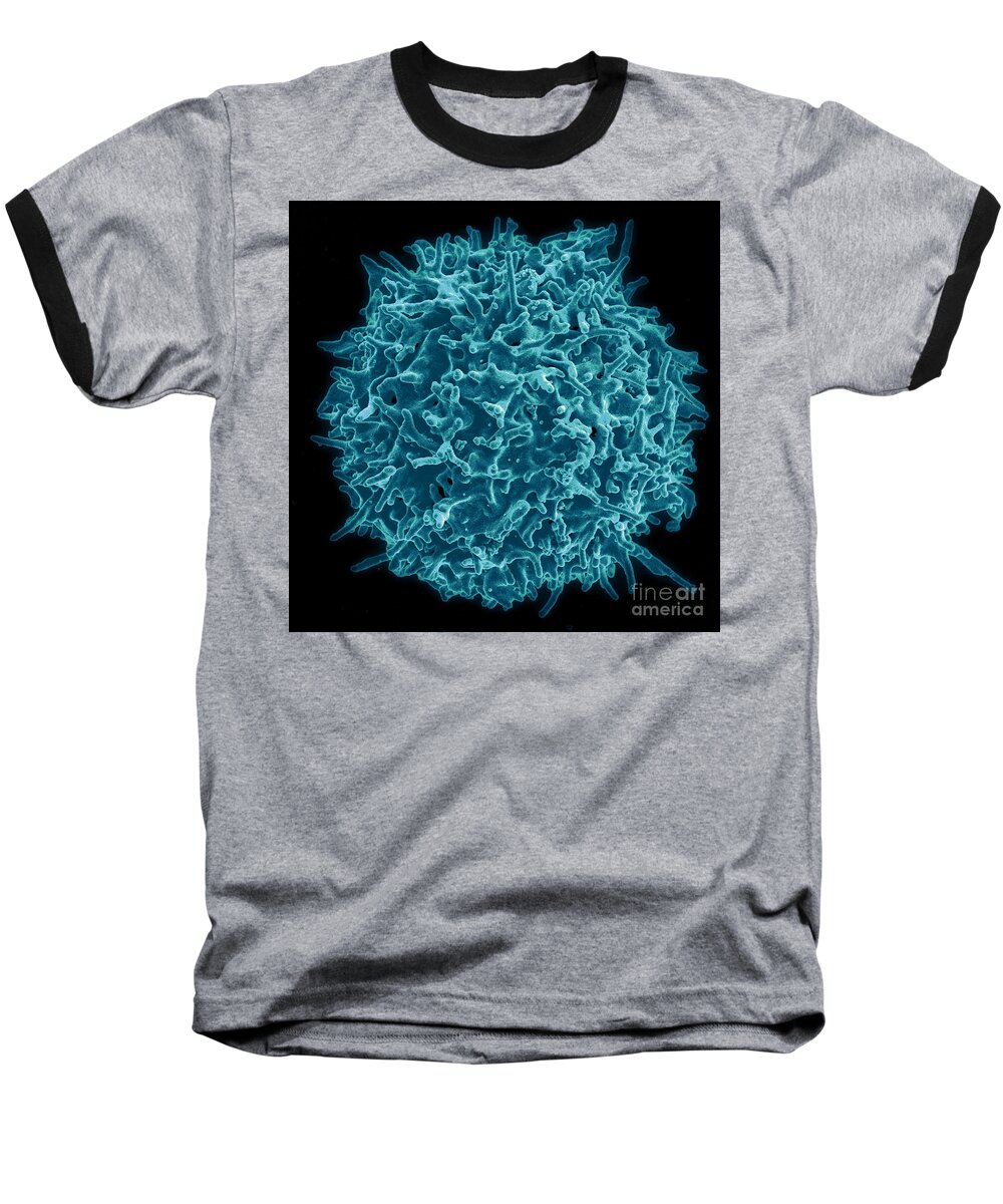 Biology Baseball T-Shirt featuring the photograph Healthy Human T Cell, Sem #3 by Science Source