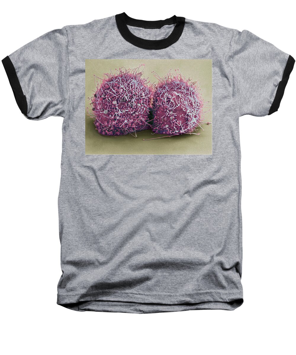 Science Baseball T-Shirt featuring the photograph Dividing Hela Cells, Sem #4 by Science Source