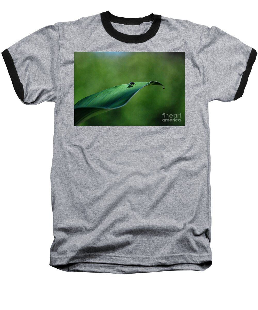 Fly Baseball T-Shirt featuring the photograph A Fly and His Shadow by Thomas Woolworth
