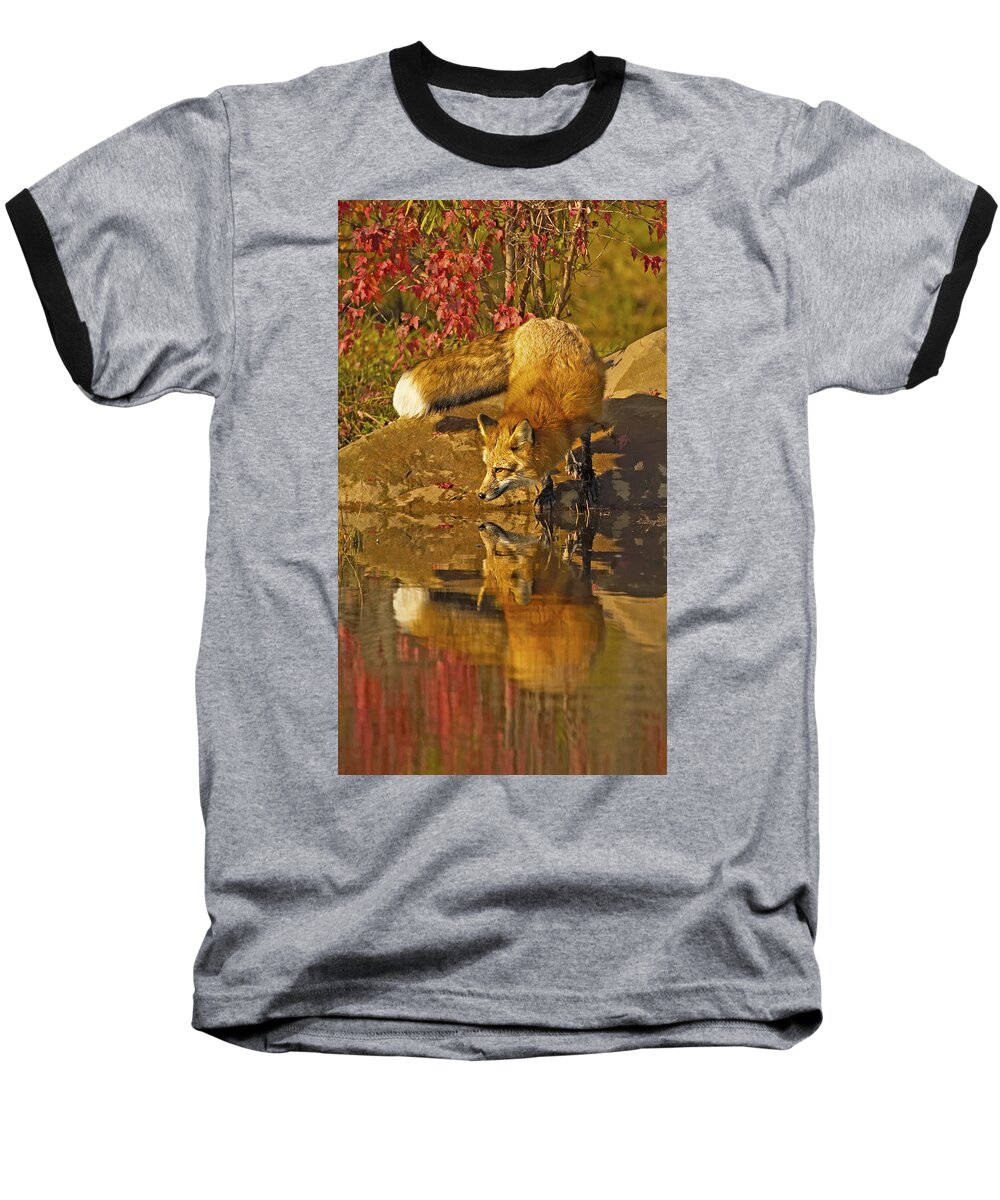 Fox Baseball T-Shirt featuring the photograph A Real Fox by Jack Milchanowski