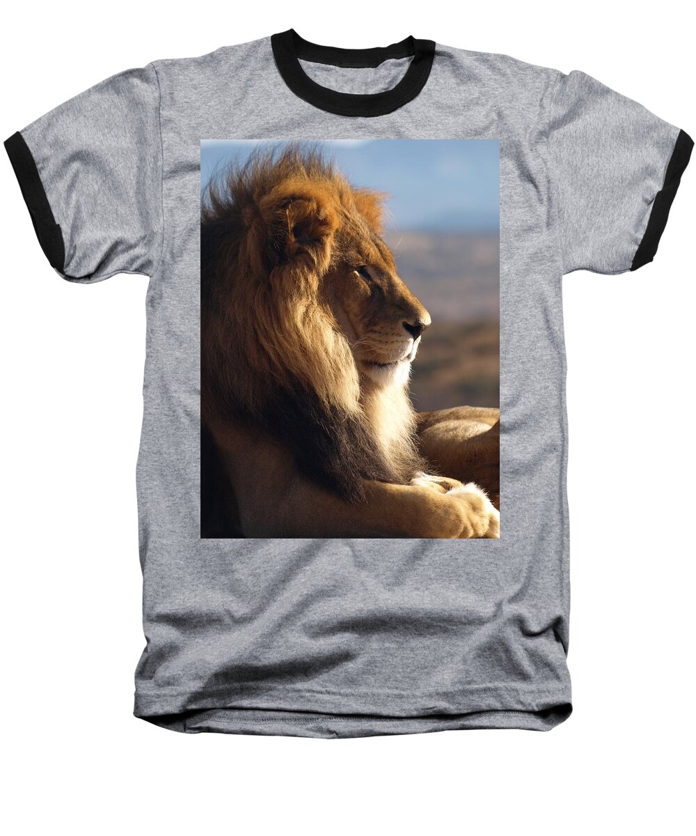 Peterson Nature Photography Baseball T-Shirt featuring the photograph African Lion by James Peterson